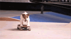 its a skateboarding dog