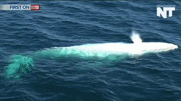 marine biology news GIF by NowThis 