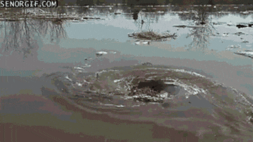 water whirlpool GIF by Cheezburger