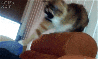 cat party hard GIF
