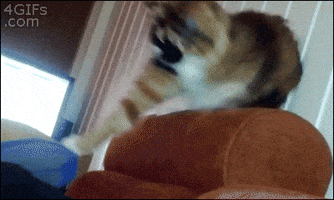 cat party hard GIF
