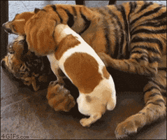 tiger playing GIF