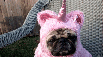 dog costume GIF