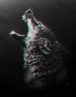 grey wolf GIF