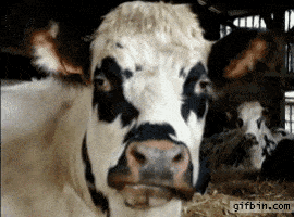 Ruminating GIFs - Find & Share on GIPHY