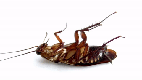 Cockroach GIF - Find & Share on GIPHY