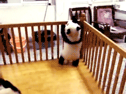 Panda Escape GIF