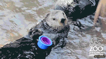 Image result for otter gif