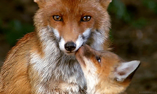 Fox or wolf