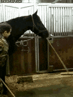 cheezburger animals win horse broom