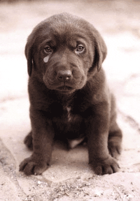 Featured image of post Please Puppy Dog Eyes Gif