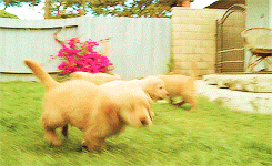 puppies enjoy playing in the yard