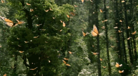 butterflies in a forest GIF