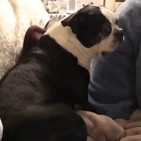 Scared Dog Gif By Pugatory - Find & Share On Giphy