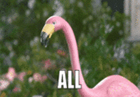 all year flamingo GIF