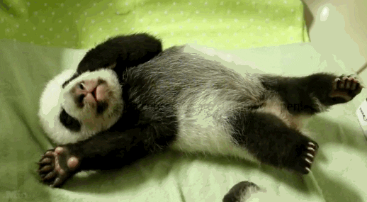Toronto Zoo Video Gif Find Share On Giphy