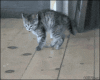kitten jump gif