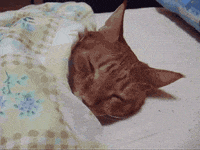 Sleeping Kitten GIFs - Get the best GIF on GIPHY