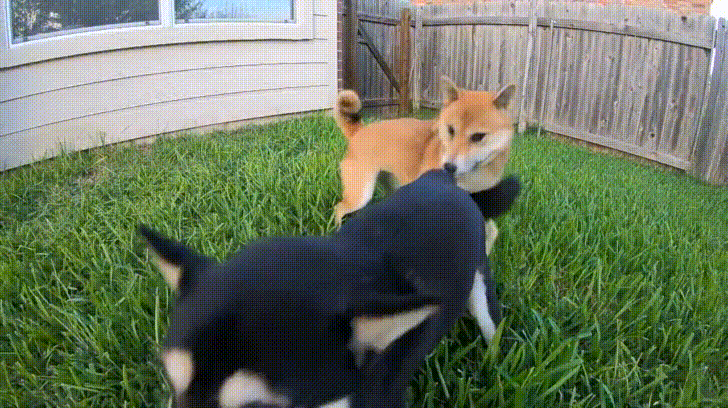 Shiba Gifs Get The Best Gif On Giphy