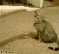 Mad Cat GIF by jorgemariozuleta - Find & Share on GIPHY
