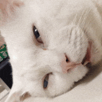 200.gif?cid=f0bdee70x4s9qlvvgi01huq65llwhphoyowbsfa6ij4h6hjy&rid=200.gif&ct=g