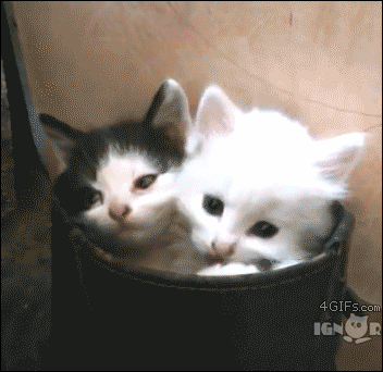 Pictures-of-funny-cats GIFs - Get the best GIF on GIPHY