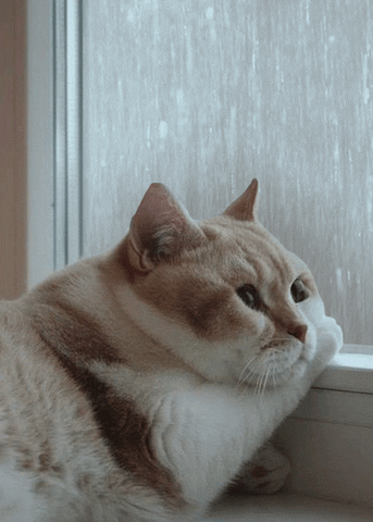 Look At The Cats GIFs - Get the best GIF on GIPHY