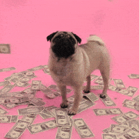 Dog Bye Gifs Get The Best Gif On Giphy Dog Bye Gifs Get The Best Gif On Giphy