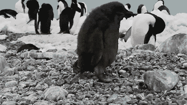 Image result for clumsy penguin gif