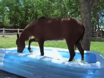 horse pool GIF