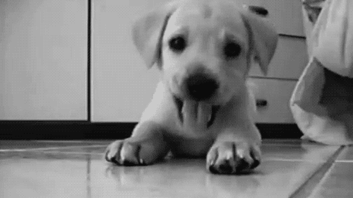 Cute Funny Puppy Gif
