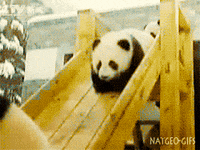 Baby Pandas Gifs Get The Best Gif On Giphy