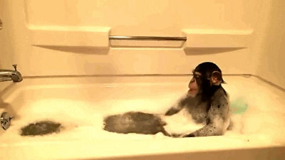 Monkey Bath GIF - Find & Share on GIPHY