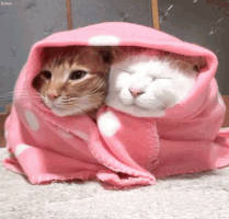 Cats Cuddle GIF
