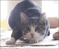 funny moving cat animations