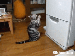 Video gif. Cat sits on hind legs in front of a refrigerator and repeatedly presses its paws together, appearing to pray.