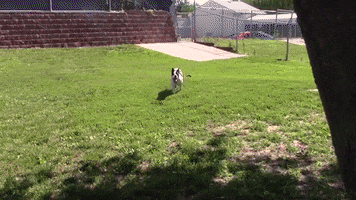 nehumanesociety dog run running pet GIF