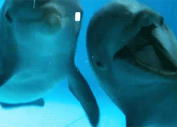 dolphin GIF