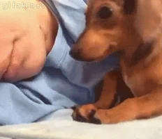 tired dog gif GIF by The BarkPost 