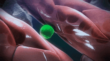 medicine cells GIF by Harvard Medical School