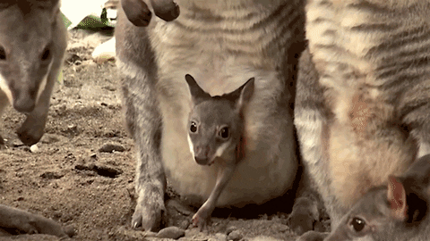 Kangaroo GIF - Find & Share on GIPHY
