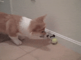 200.gif