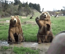 Waving Teddy Bear GIF - Find & Share on GIPHY