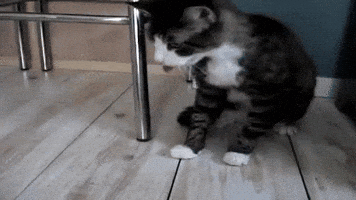 200.gif