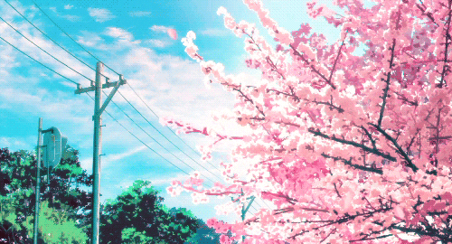 Anime Sakura Tree Anime Scene Background, Anime, Anime Scene, Sky  Background Image And Wallpaper for Free Download