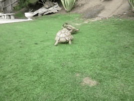 founder  GIF