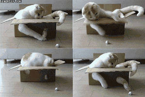 If I Fits I Sits Never Give Up GIF