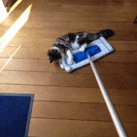 cats dragging GIF