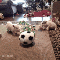piglets baby pigs GIF