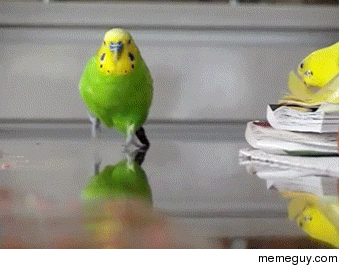 Image result for budgie gif
